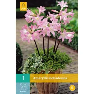 Compra AMARYLLIS BELLADONNA en la tienda online Fito Agrícola