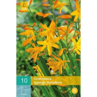 Compra CROCOSMIA GEORGE DAVISON en la tienda online Fito Agrícola
