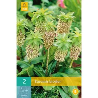 Compra EUCOMIS BICOLOR en la tienda online Fito Agrícola