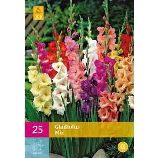 Compra GLADIOLO MIX XXL en la tienda online Fito Agrícola