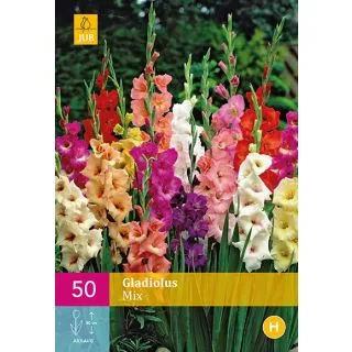 Compra GLADIOLO MIX XXXL en la tienda online Fito Agrícola