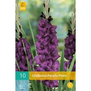 Compra GLADIOLO PURPLE FLORA en la tienda online Fito Agrícola