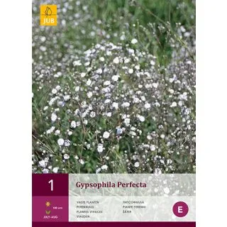 Compra GYPSOPHILA PERFECTA en la tienda online Fito Agrícola