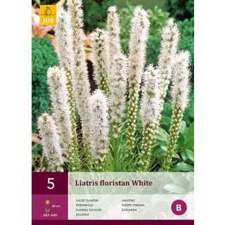 Compra LIATRIS FLORISTAN WHITE en la tienda online Fito Agrícola