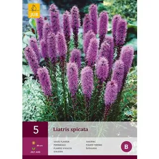 Compra LIATRIS SPICATA en la tienda online Fito Agrícola