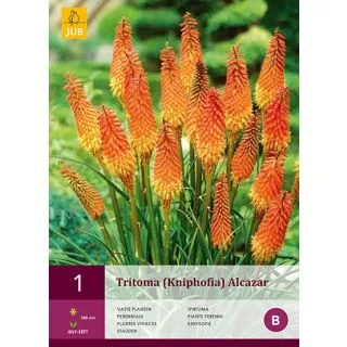 Compra TRITOMA (KNIPHOFIA) ALCAZAR en la tienda online Fito Agrícola