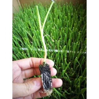 Compra CEBOLLA BABOSA EPS726 en la tienda online Fito Agrícola