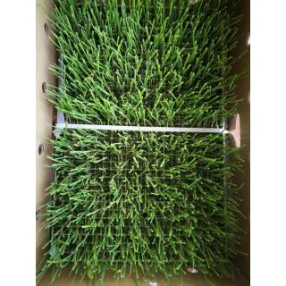 Compra CEBOLLA GLADSTONE EPS726 en la tienda online Fito Agrícola