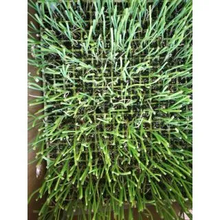 Compra CEBOLLA AMARILLA EPS726 en la tienda online Fito Agrícola