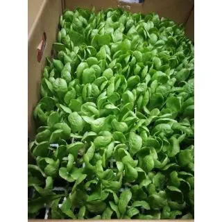 Compra ESCAROLA LISA EPS294 en la tienda online Fito Agrícola