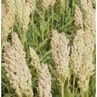Compra SORGO GRANO BLANCO DIAMOND DSM 40-920 (300.000 Semillas) en la tienda online Fito Agrícola