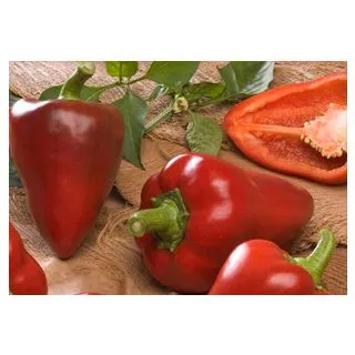 Compra PIMIENTO CIERZO F-1 (5.000 Semillas) en la tienda online Fito Agrícola