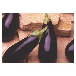 Compra BERENJENA MULATA F1 (500 Semillas) en la tienda online Fito Agrícola
