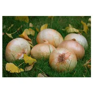 Compra CEBOLLA CENOL (100 gr.). en la tienda online Fito Agrícola