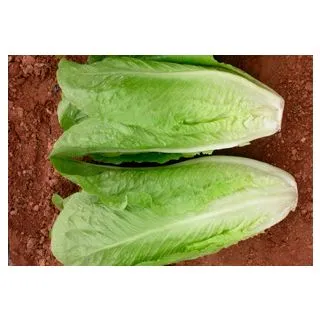 Compra LECHUGA ISASA Pildorada (5.000 Semillas) en la tienda online Fito Agrícola