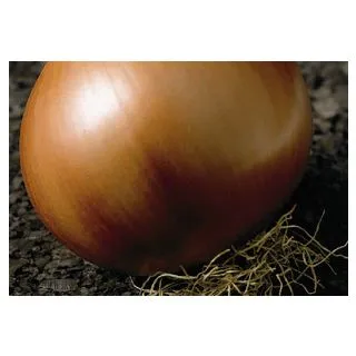 Compra CEBOLLA VALENCIANA DE EXPORTACIÓN Sel. Rita (500 gr.) en la tienda online Fito Agrícola