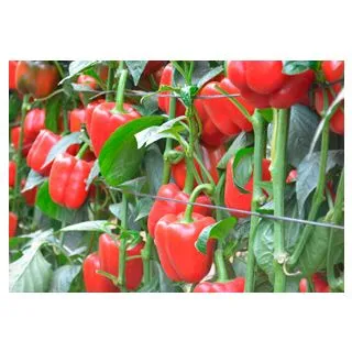 Compra PIMIENTO MERLOT F-1 (1.000 Semillas) en la tienda online Fito Agrícola