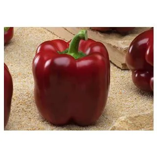 Compra PIMIENTO ISABEL F-1 (1.000 Semillas) en la tienda online Fito Agrícola