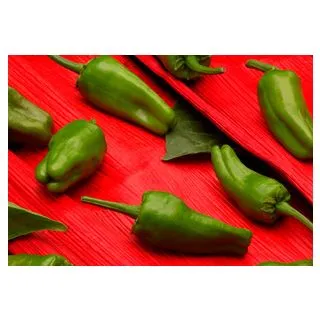 Compra PIMIENTO CELTA F-1 (5.000 Semillas) en la tienda online Fito Agrícola