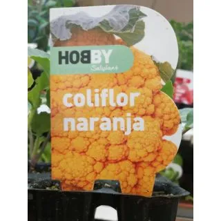 Compra COLIFLOR NARANJA MS6 en la tienda online Fito Agrícola