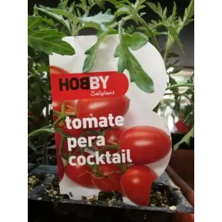 Compra TOMATE PERA COCKTAIL MS6 en la tienda online Fito Agrícola