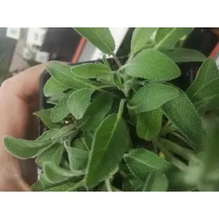 Compra SALVIA ECOLÓGICA ME11 en la tienda online Fito Agrícola