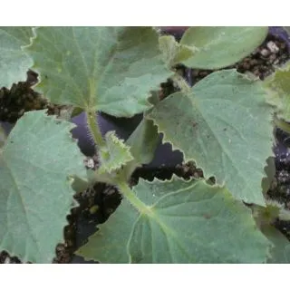 Compra MELON PIEL DE SAPO F-1 EPS104 en la tienda online Fito Agrícola