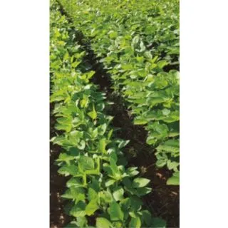 Compra SOJA LUNA Sin Tratar (22,70 Kgr. ). en la tienda online Fito Agrícola