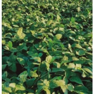 Compra SOJA AMMA (22,70 Kgr. - 100.000 Semillas) en la tienda online Fito Agrícola