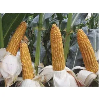 Compra MAÍZ POMPEO Ciclo 200-300 (50.000 Semillas) en la tienda online Fito Agrícola