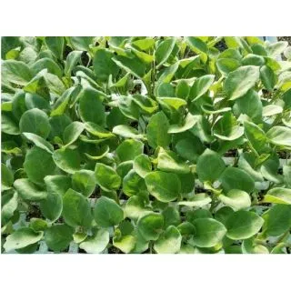 Compra BERENJENA LEIRE F-1 RZ EPS104 en la tienda online Fito Agrícola