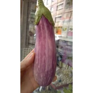 Compra BERENJENA LISTADA F1 EPS104 en la tienda online Fito Agrícola