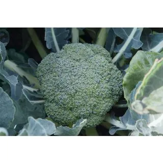 Compra BRÓCOLI MALIBU F1 Precisión (10.000 Semillas) en la tienda online Fito Agrícola