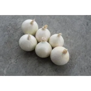 Compra CEBOLLA HONEYMOON F-1 Precisión (250.000 Semillas) en la tienda online Fito Agrícola