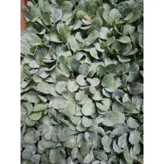 Compra BRÓCOLI F1 EPS294 en la tienda online Fito Agrícola