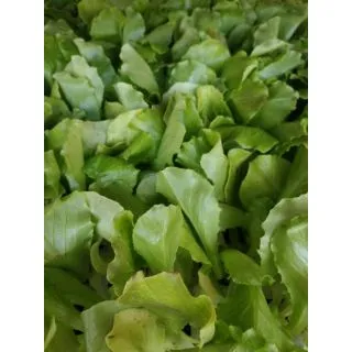 Compra LECHUGA MARAVILLA DE VERANO EPS294 en la tienda online Fito Agrícola