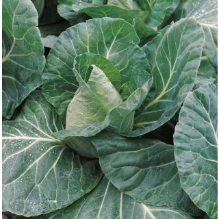 Compra COL CARAMBA F-1 EPS247 en la tienda online Fito Agrícola