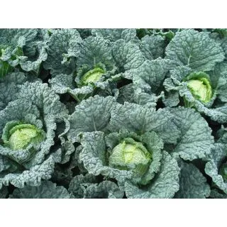 Compra COL MELISSA F-1 EPS294 en la tienda online Fito Agrícola