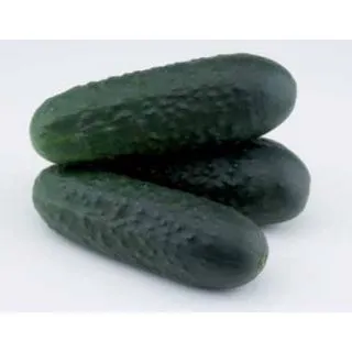 Compra PEPINO URANO F-1 Injertado EPS70 en la tienda online Fito Agrícola