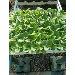 Compra BERENJENA NEGRA REDONDA F1 EPS104 en la tienda online Fito Agrícola