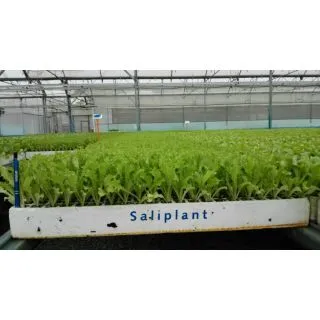 Compra ESCAROLA RIZADA EPS294 en la tienda online Fito Agrícola