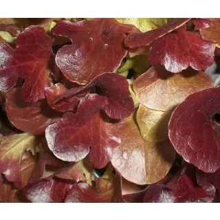 Compra LECHUGA HOJA DE ROBLE ROJA EPS294 en la tienda online Fito Agrícola