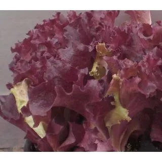 Compra LECHUGA LOLLO ROSA EPS294 en la tienda online Fito Agrícola