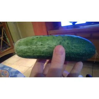 Compra PEPINO ESPAÑOL EPS104 en la tienda online Fito Agrícola