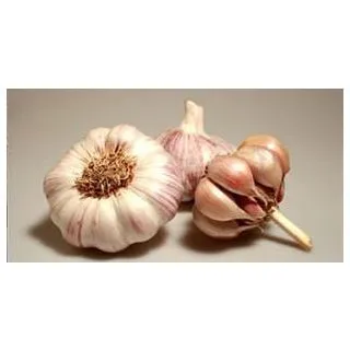 Compra AJO VIOLETA DE SIEMBRA GARPEK 37/45 (1 Kgr.). en la tienda online Fito Agrícola