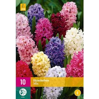 Compra JACINTOS MIX XXL en la tienda online Fito Agrícola