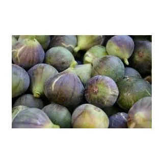 Compra HIGUERA SAN ANTONIO (Breva) en la tienda online Fito Agrícola