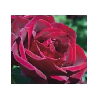 Compra ROSAL PAPA MEILLAND ® - Meisarsar (Trepador) en la tienda online Fito Agrícola