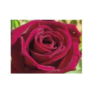 Compra ROSAL BLACK PERFUMELLA ® - Meizhoro en la tienda online Fito Agrícola