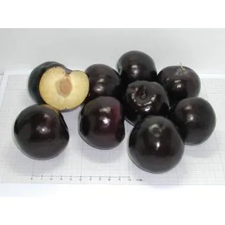 Compra CIRUELO BLACK AMBER en la tienda online Fito Agrícola